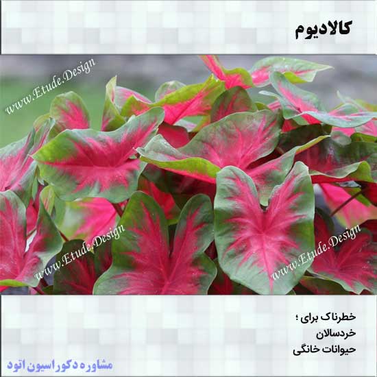کتابچه گل های سمی در خانه های ایرانی